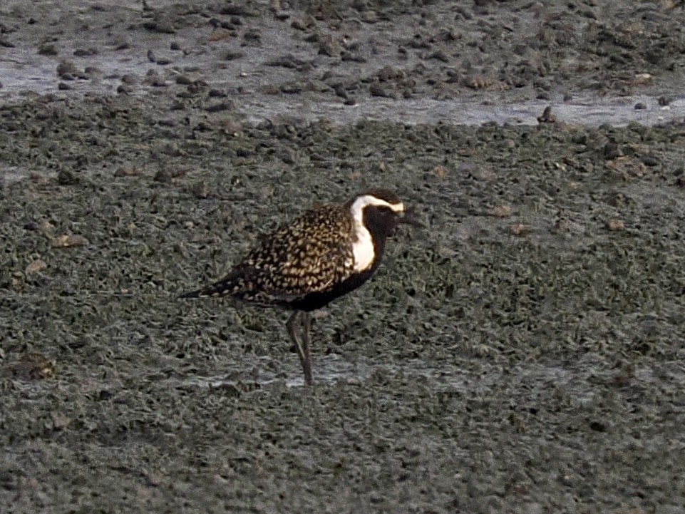 American/Pacific Golden-Plover (Lesser Golden-Plover) - ML639657738