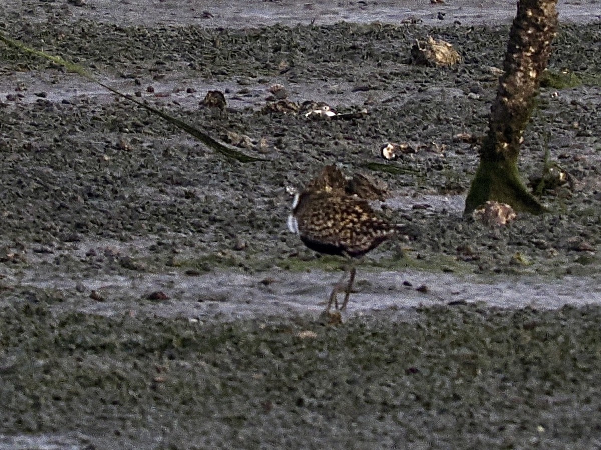 American/Pacific Golden-Plover (Lesser Golden-Plover) - ML639657739