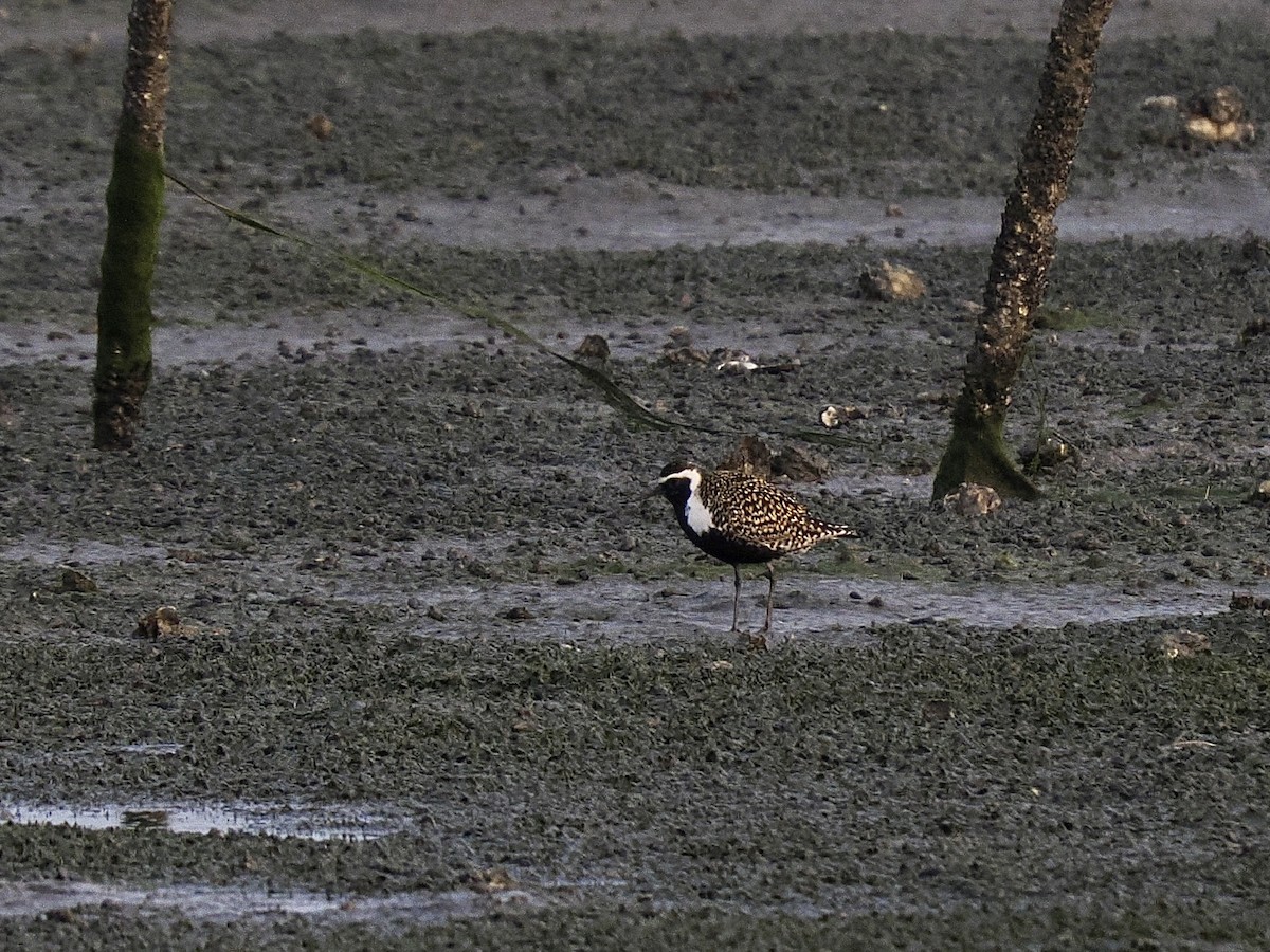 American/Pacific Golden-Plover (Lesser Golden-Plover) - ML639657741