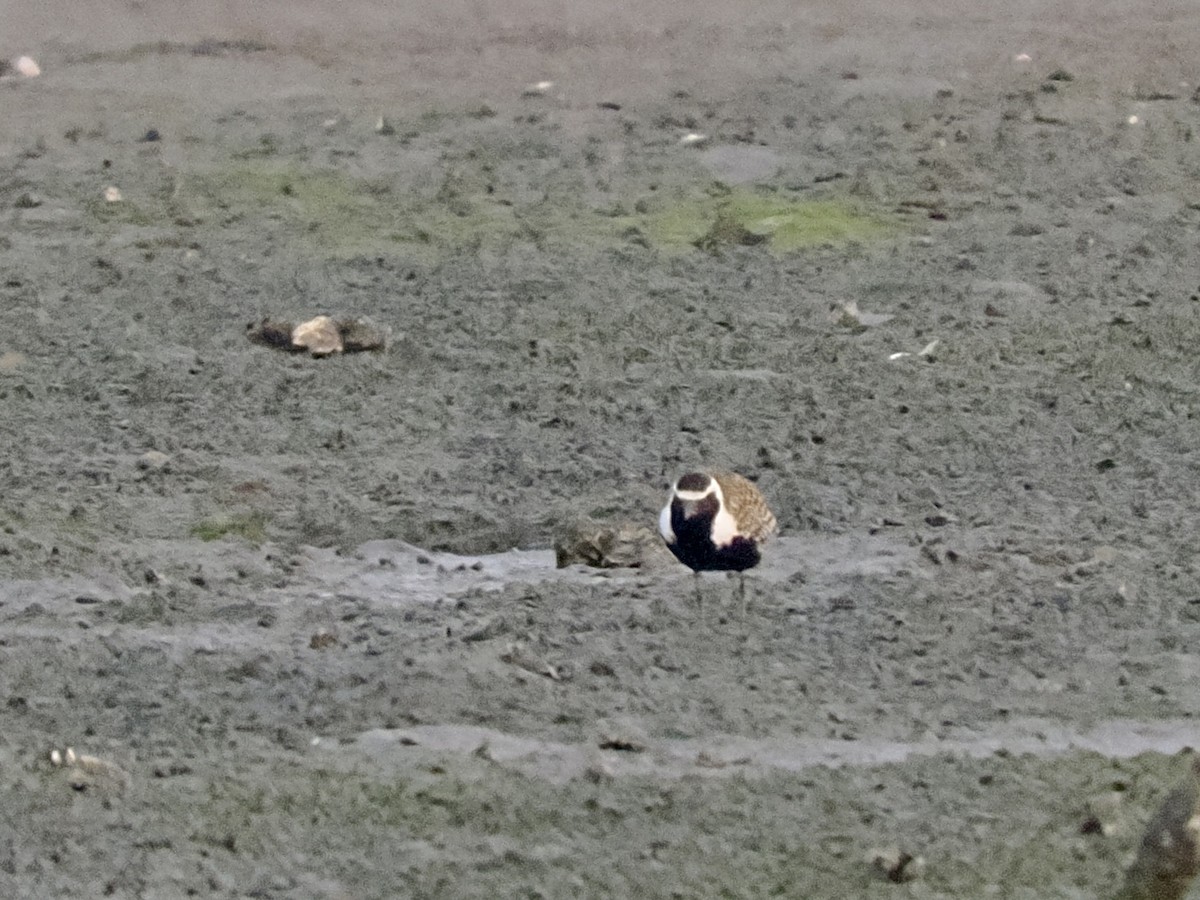 American/Pacific Golden-Plover (Lesser Golden-Plover) - ML639657743
