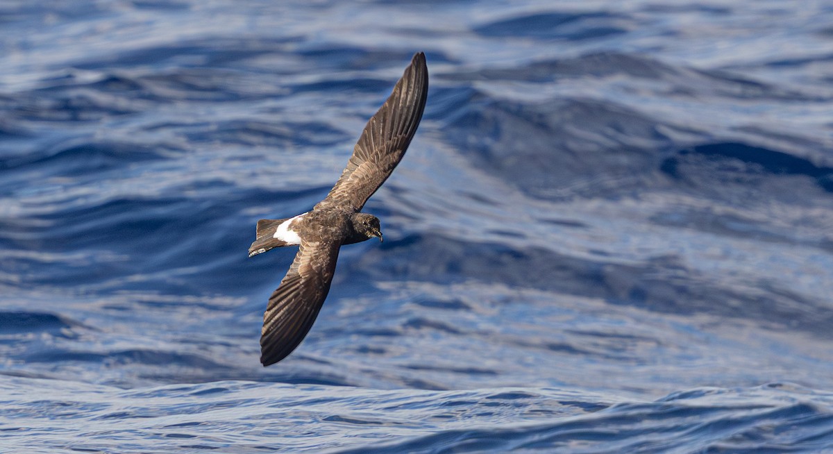 New Caledonian Storm-Petrel - ML639657838