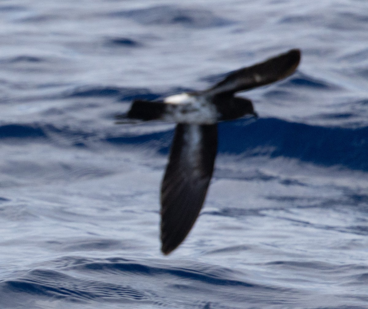 New Caledonian Storm-Petrel - ML639657839