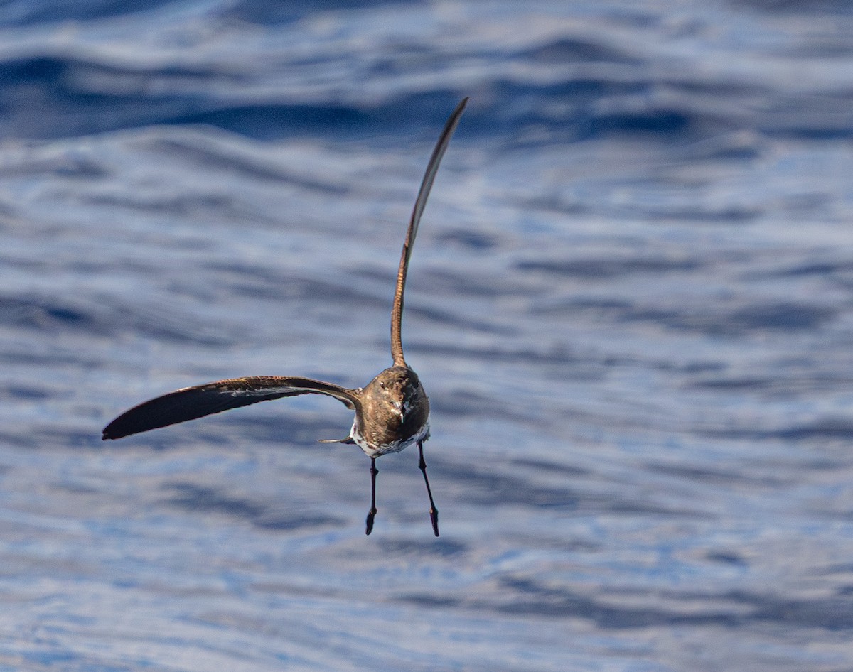 New Caledonian Storm-Petrel - ML639657840