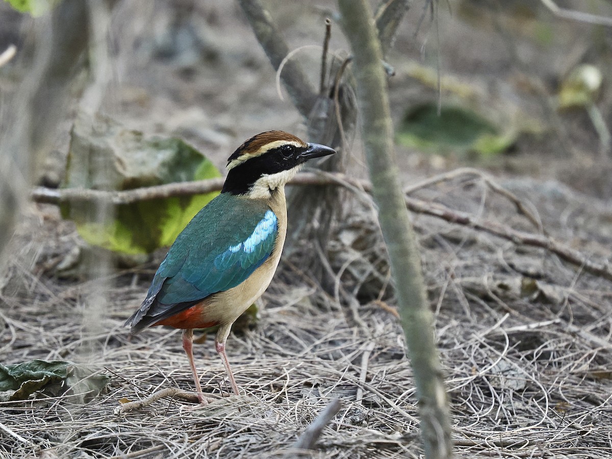 Fairy Pitta - ML639657859