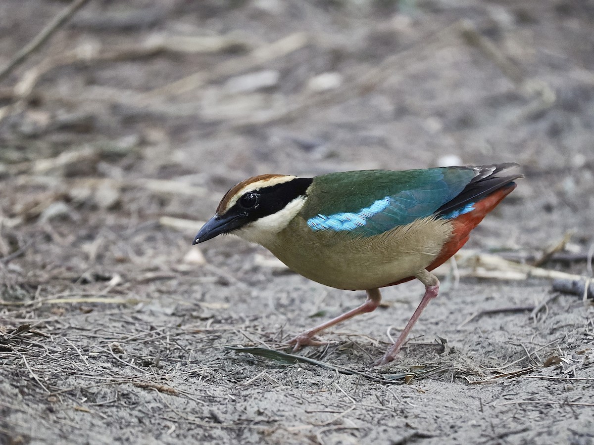 Fairy Pitta - ML639657860