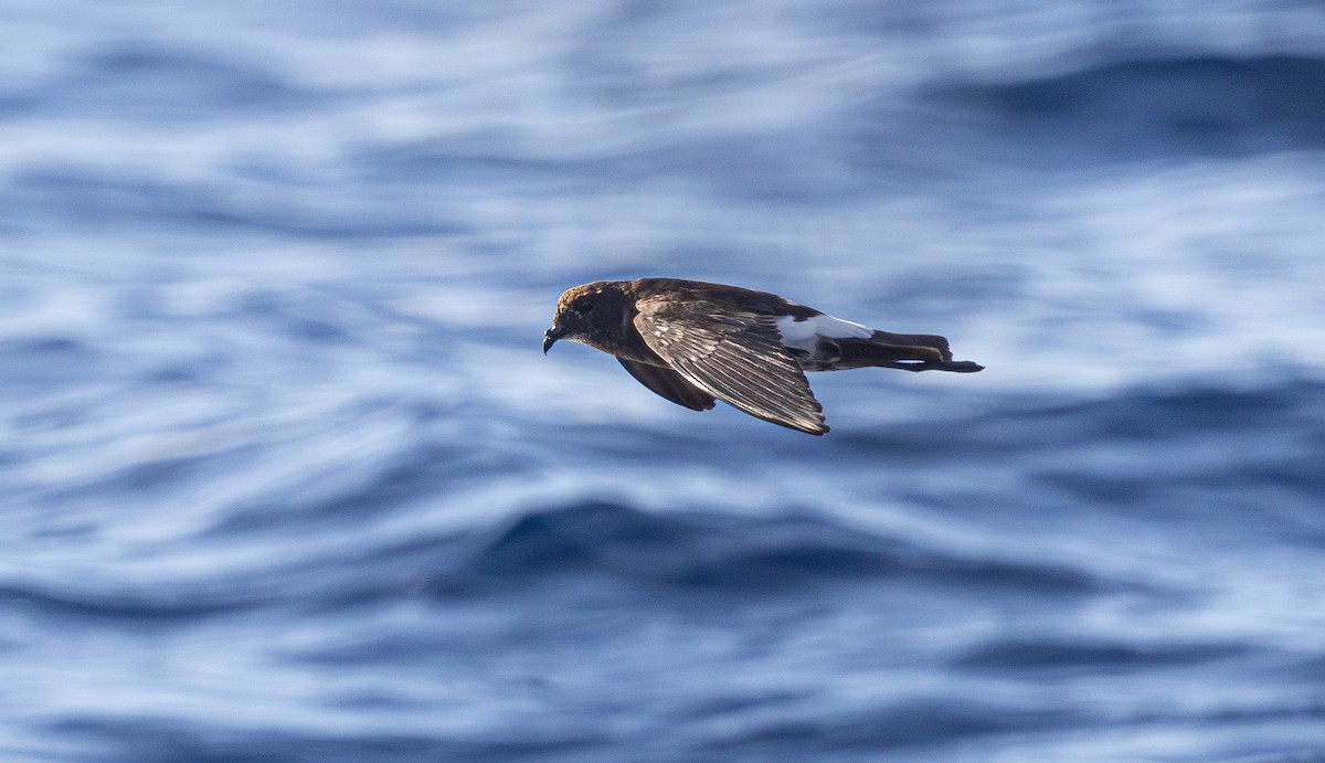 New Caledonian Storm-Petrel - ML639657865