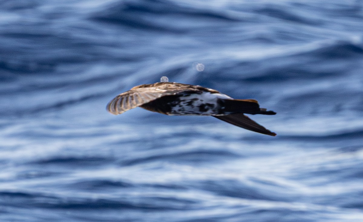 New Caledonian Storm-Petrel - ML639657866