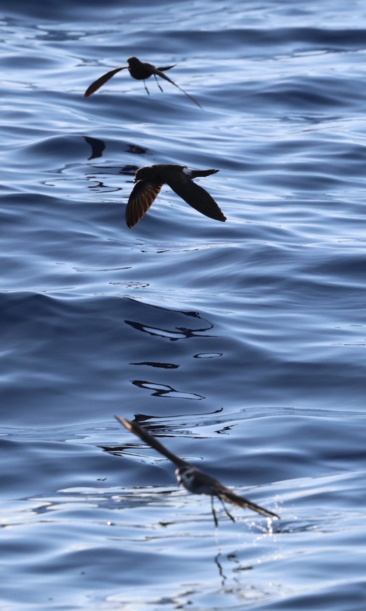 New Caledonian Storm-Petrel - ML639657874