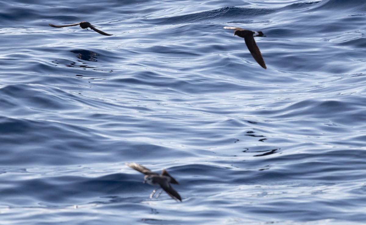 New Caledonian Storm-Petrel - ML639657875