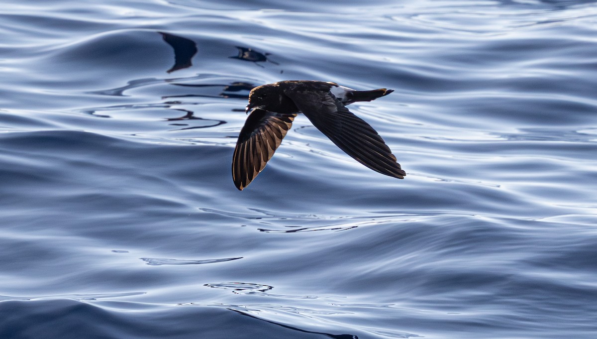 New Caledonian Storm-Petrel - ML639657876