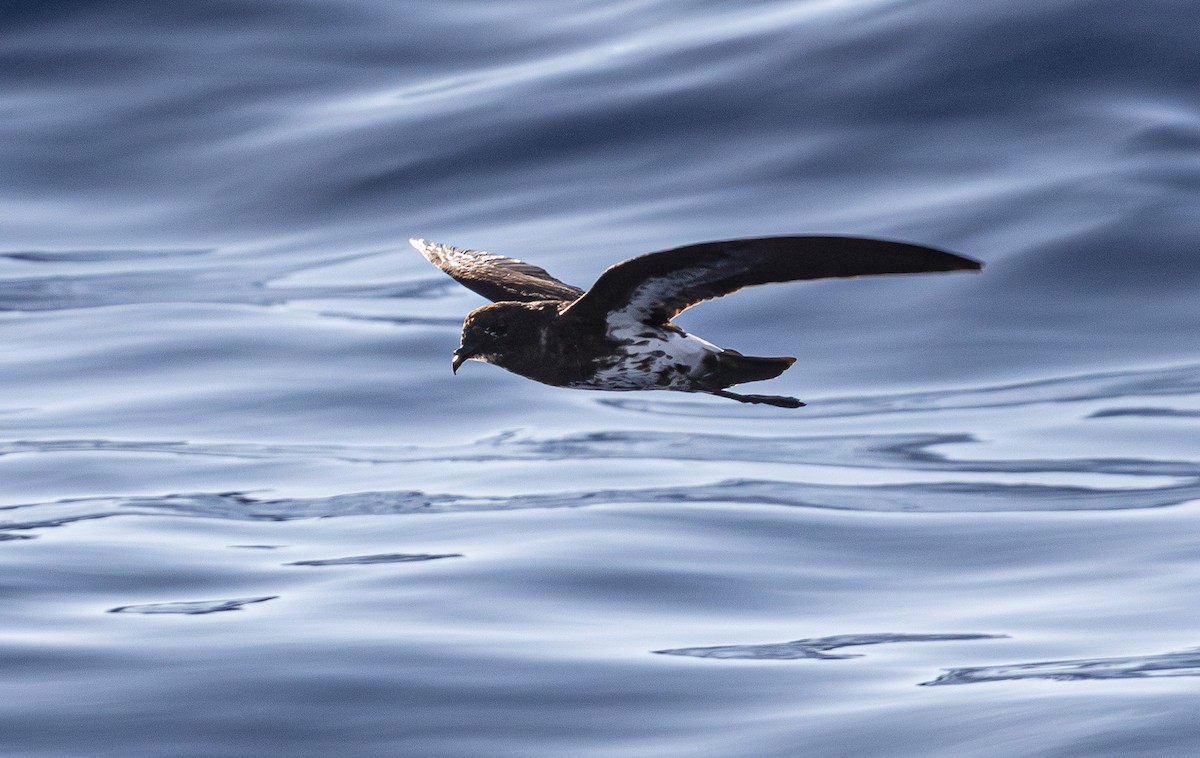 New Caledonian Storm-Petrel - ML639657877