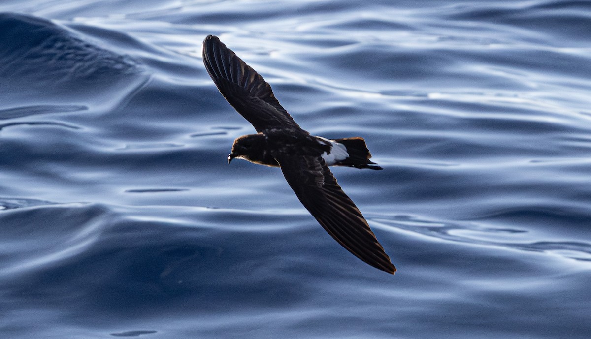 New Caledonian Storm-Petrel - ML639657878