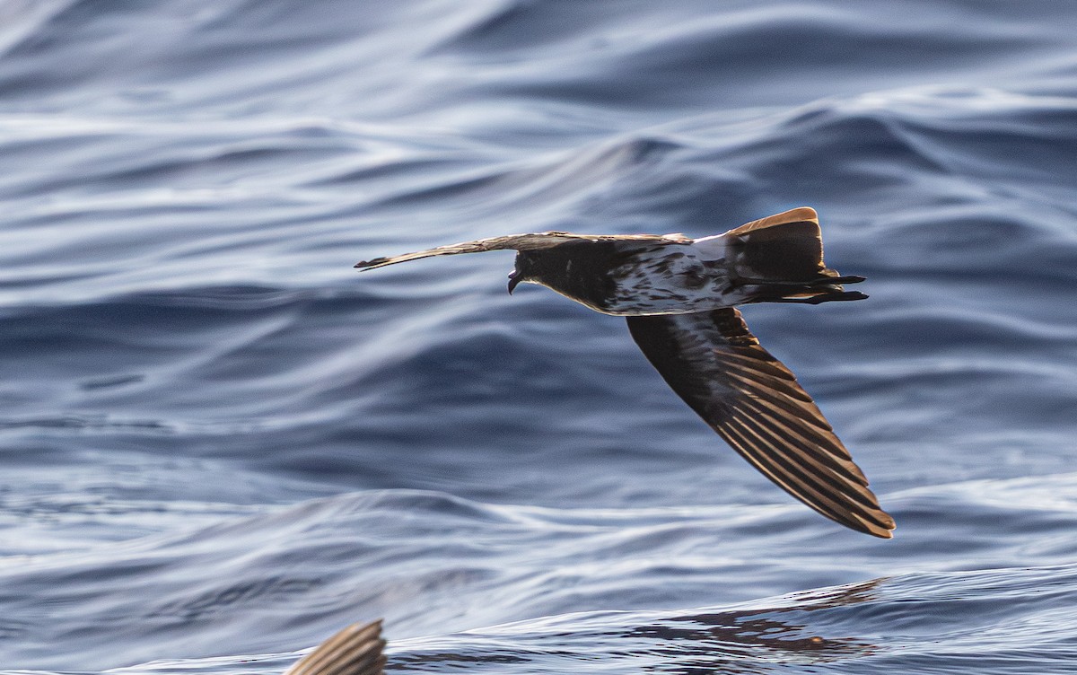 New Caledonian Storm-Petrel - ML639657879