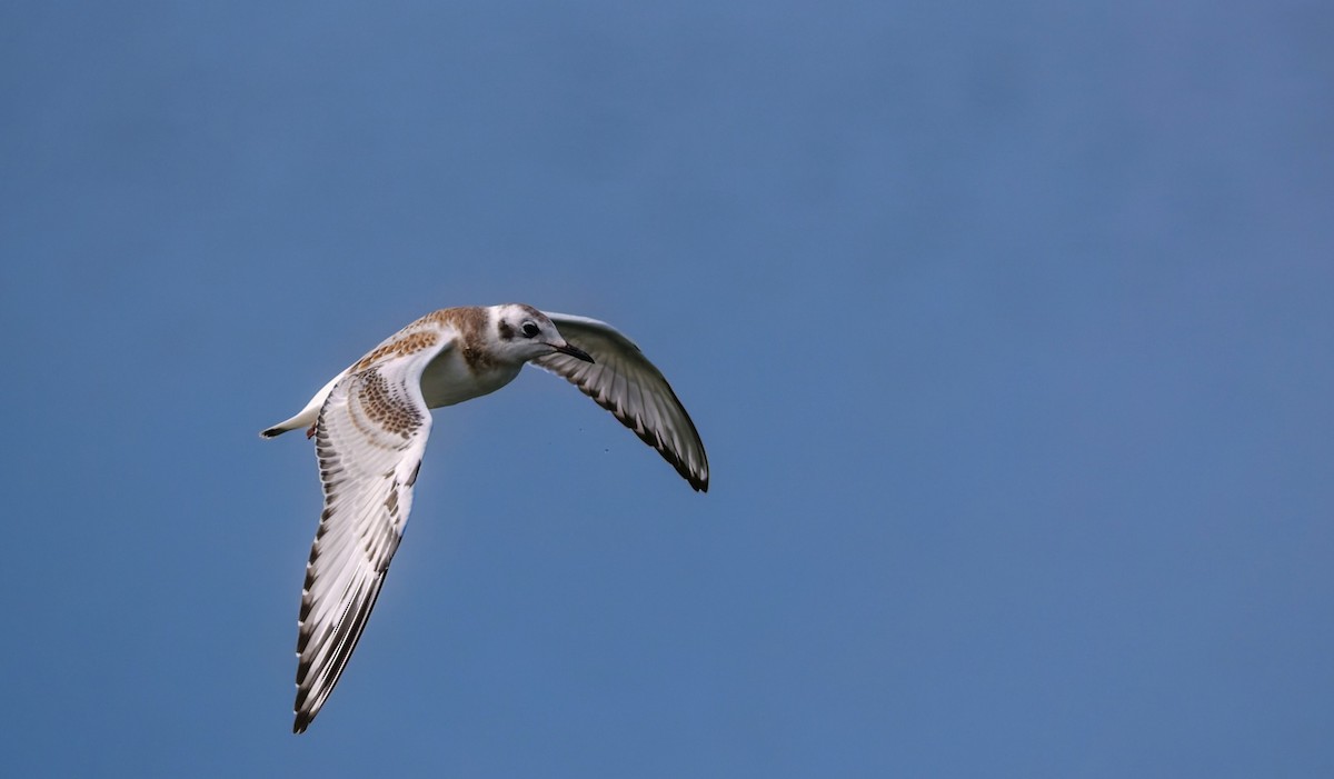 Mouette de Bonaparte - ML639657944