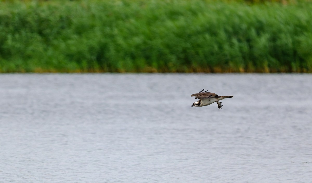 Balbuzard pêcheur - ML639657955