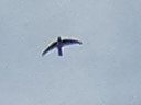 Gri Yelyutan - ML639658008