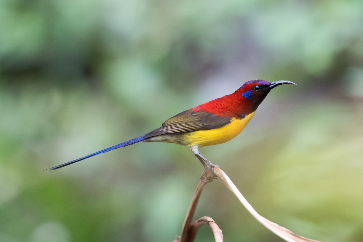 Mrs. Gould's Sunbird - Prashant Tewari