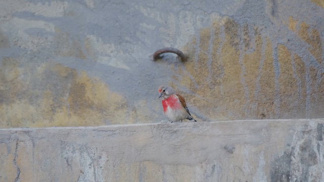 Eurasian Linnet - ML639658015