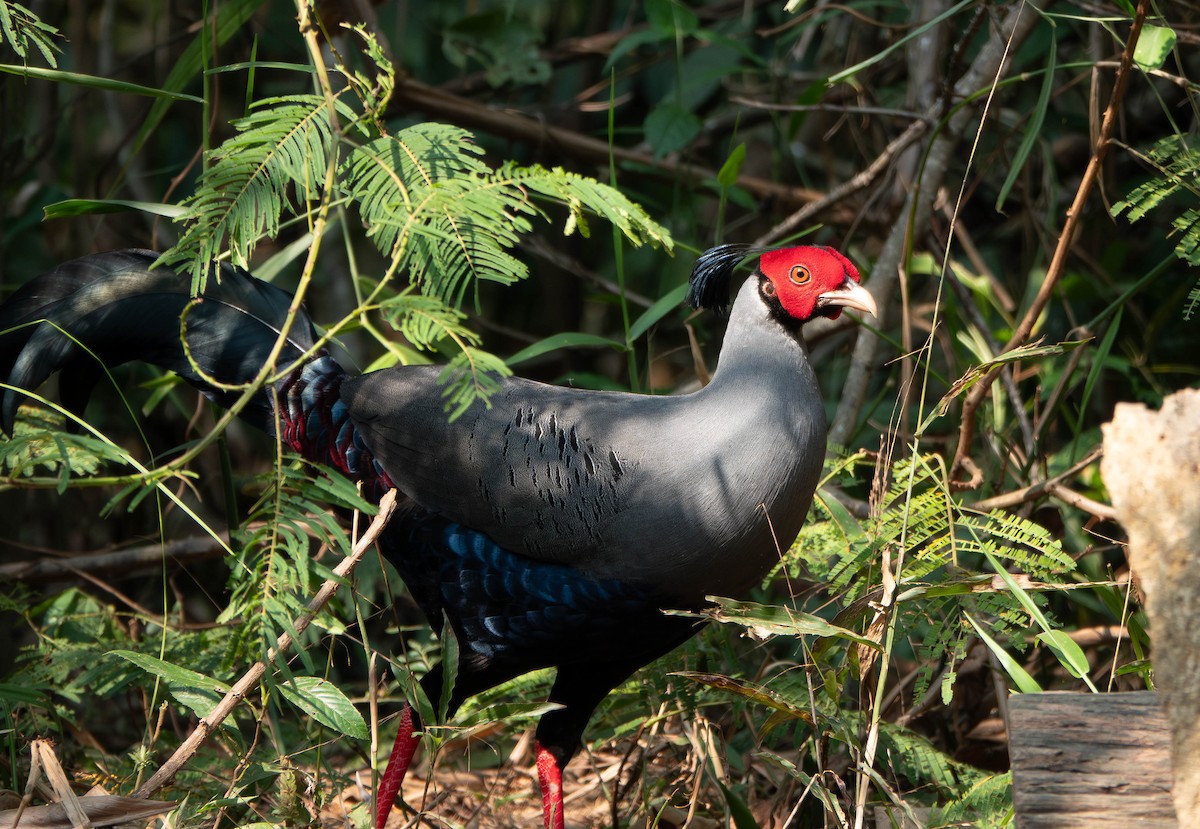 Siamese Fireback - ML639658160