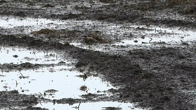 Yellow-wattled Lapwing - ML639658203