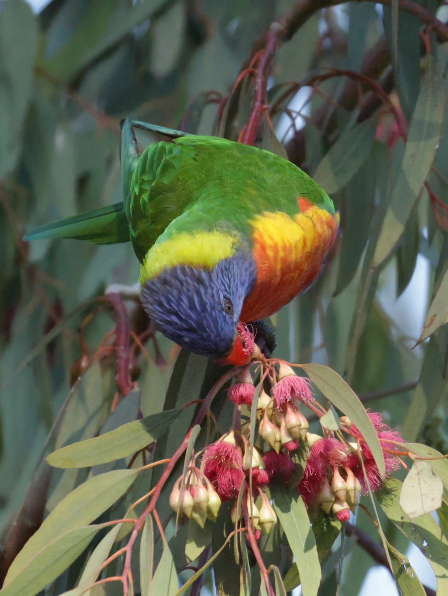Rainbow Lorikeet - ML639658238