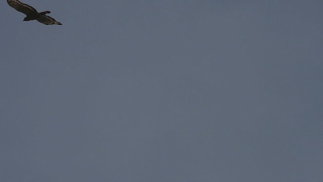 Crested Serpent-Eagle - ML639658254