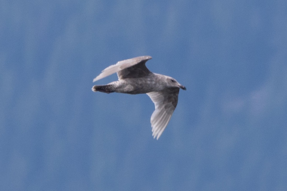 Glaucous-winged Gull - ML639658384
