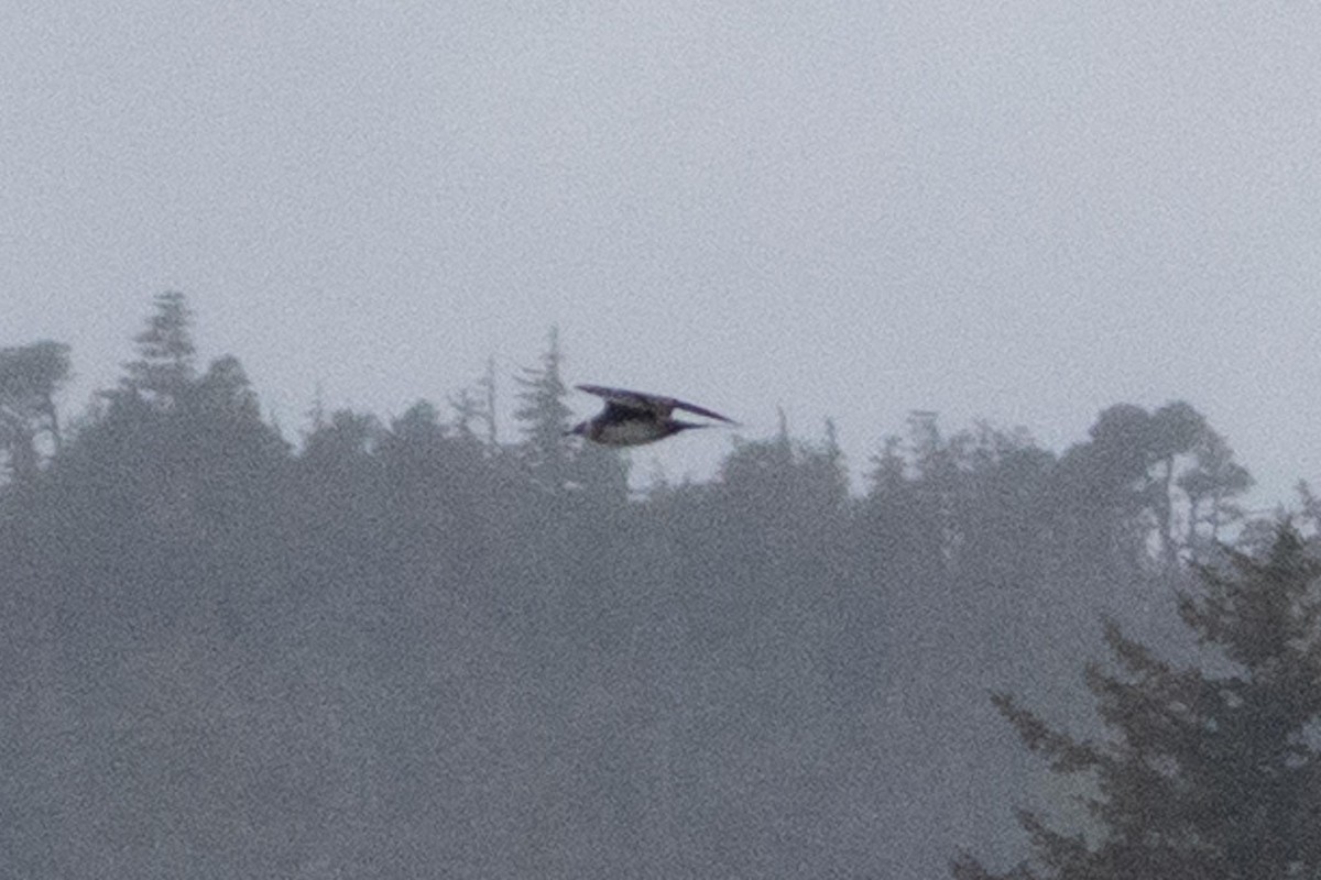 Parasitic Jaeger - ML639658487