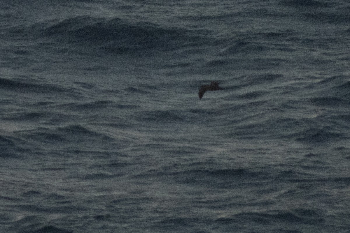shearwater sp. - ML639658522