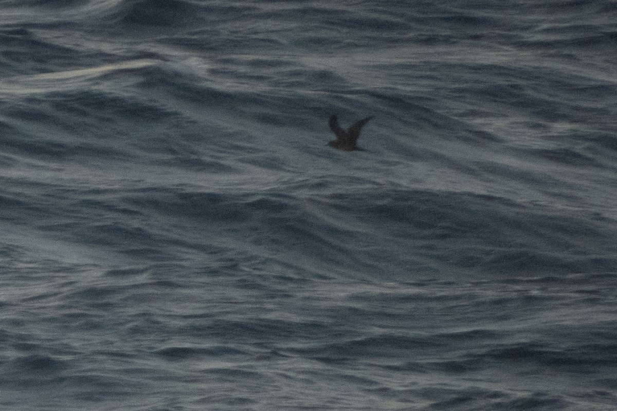 shearwater sp. - ML639658523