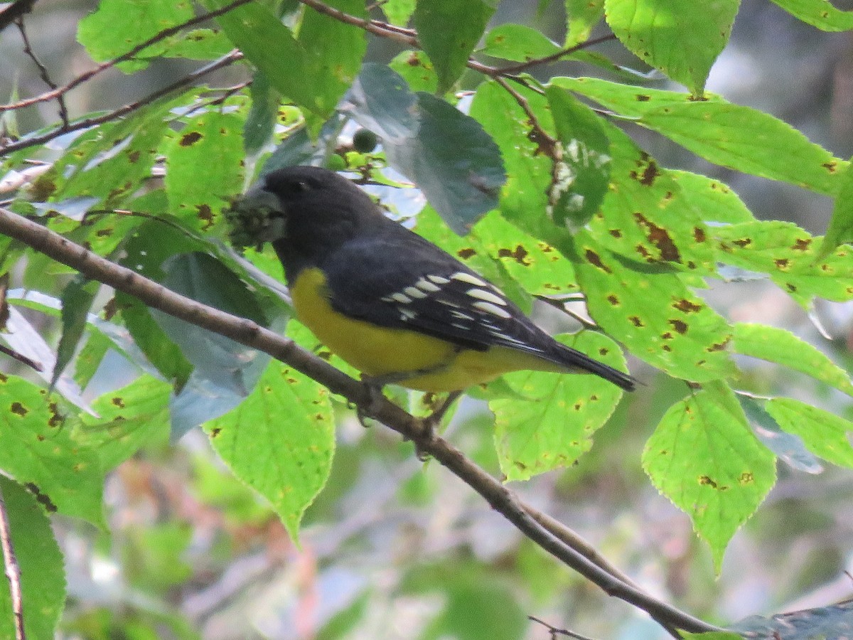 Spot-winged Grosbeak - ML639658529