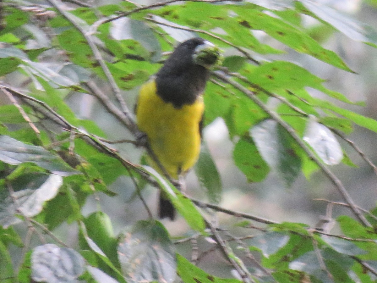 Spot-winged Grosbeak - ML639658532