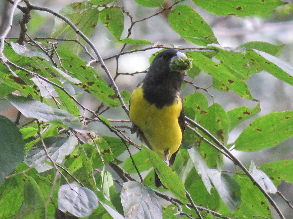 Spot-winged Grosbeak - ML639658533