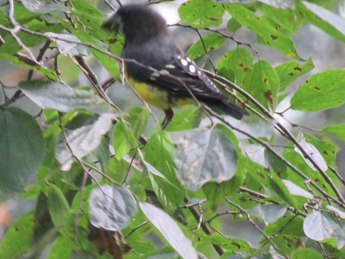 Spot-winged Grosbeak - ML639658534