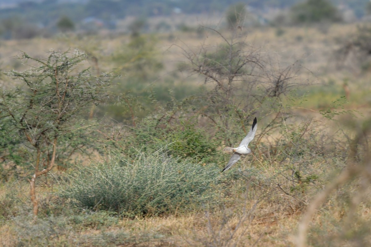Pallid Harrier - ML639658553