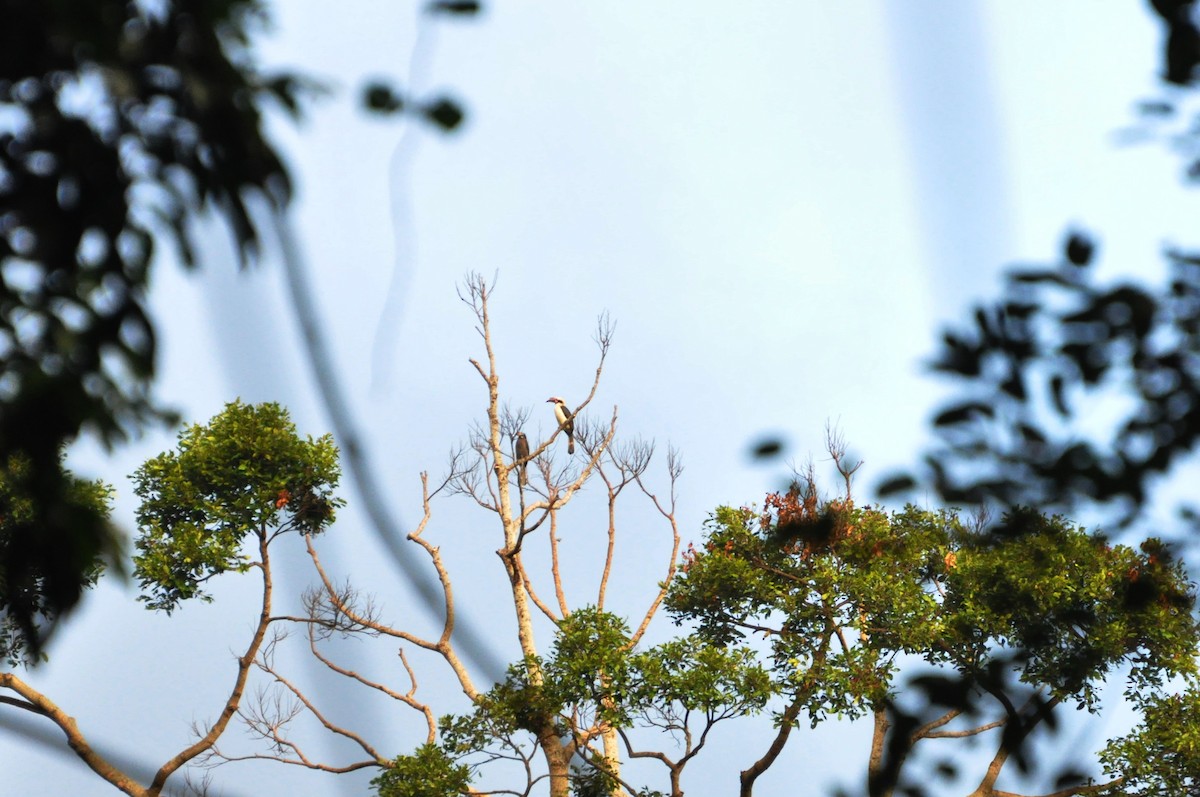 Luzon Hornbill - ML639658569