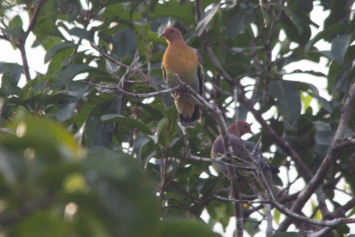 Cinnamon-headed Green-Pigeon - ML639658581
