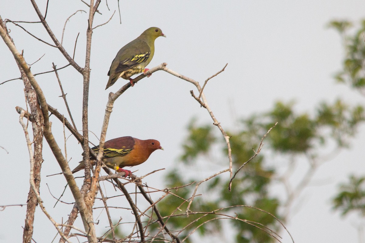 Cinnamon-headed Green-Pigeon - ML639658582