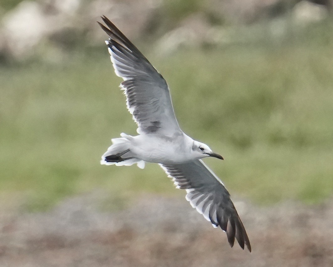 Laughing Gull - ML639658586