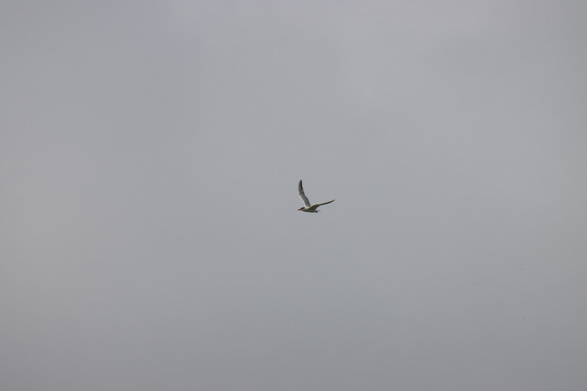 Caspian Tern - ML639658605