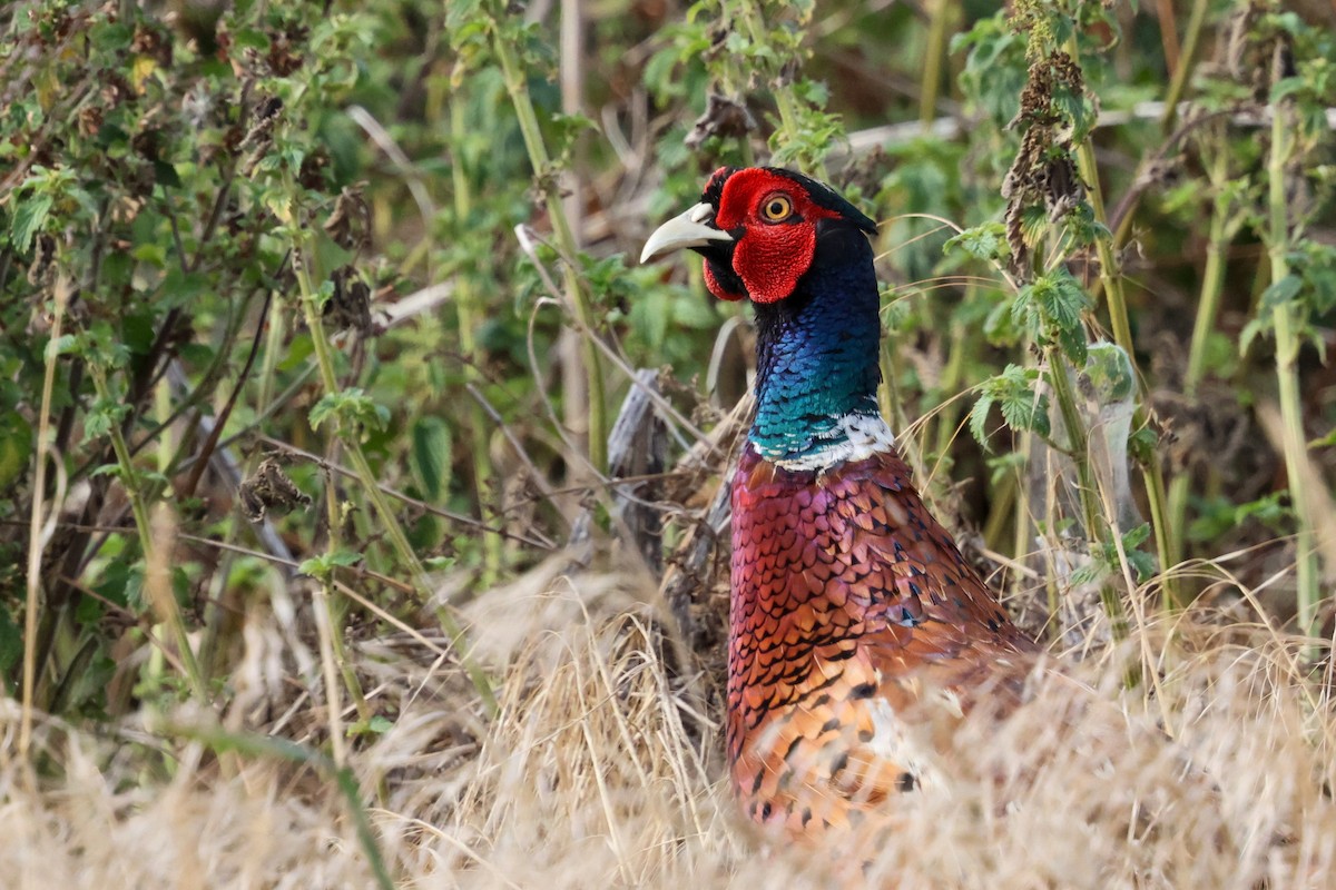 Ring-necked Pheasant - ML639658654