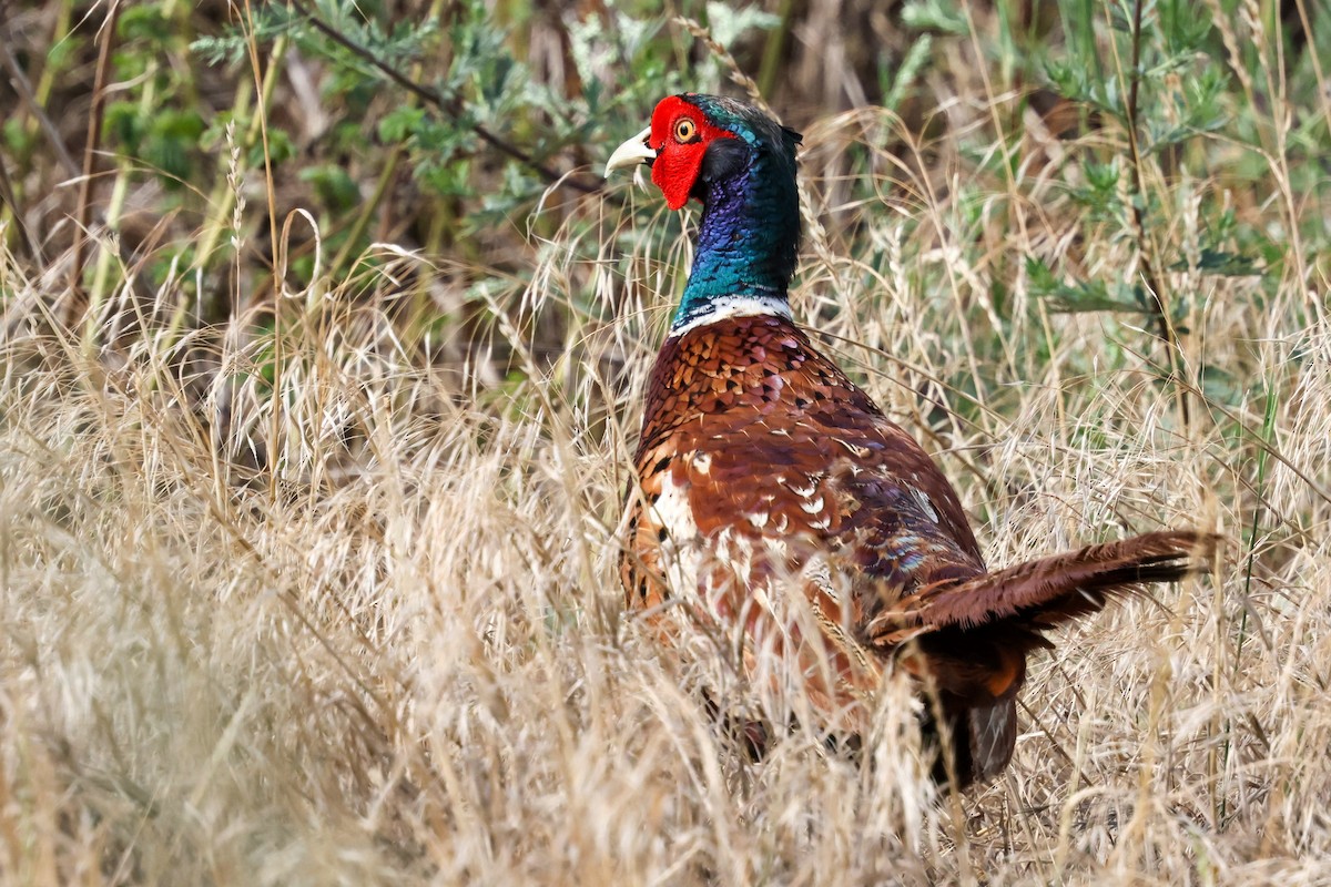 Ring-necked Pheasant - ML639658655