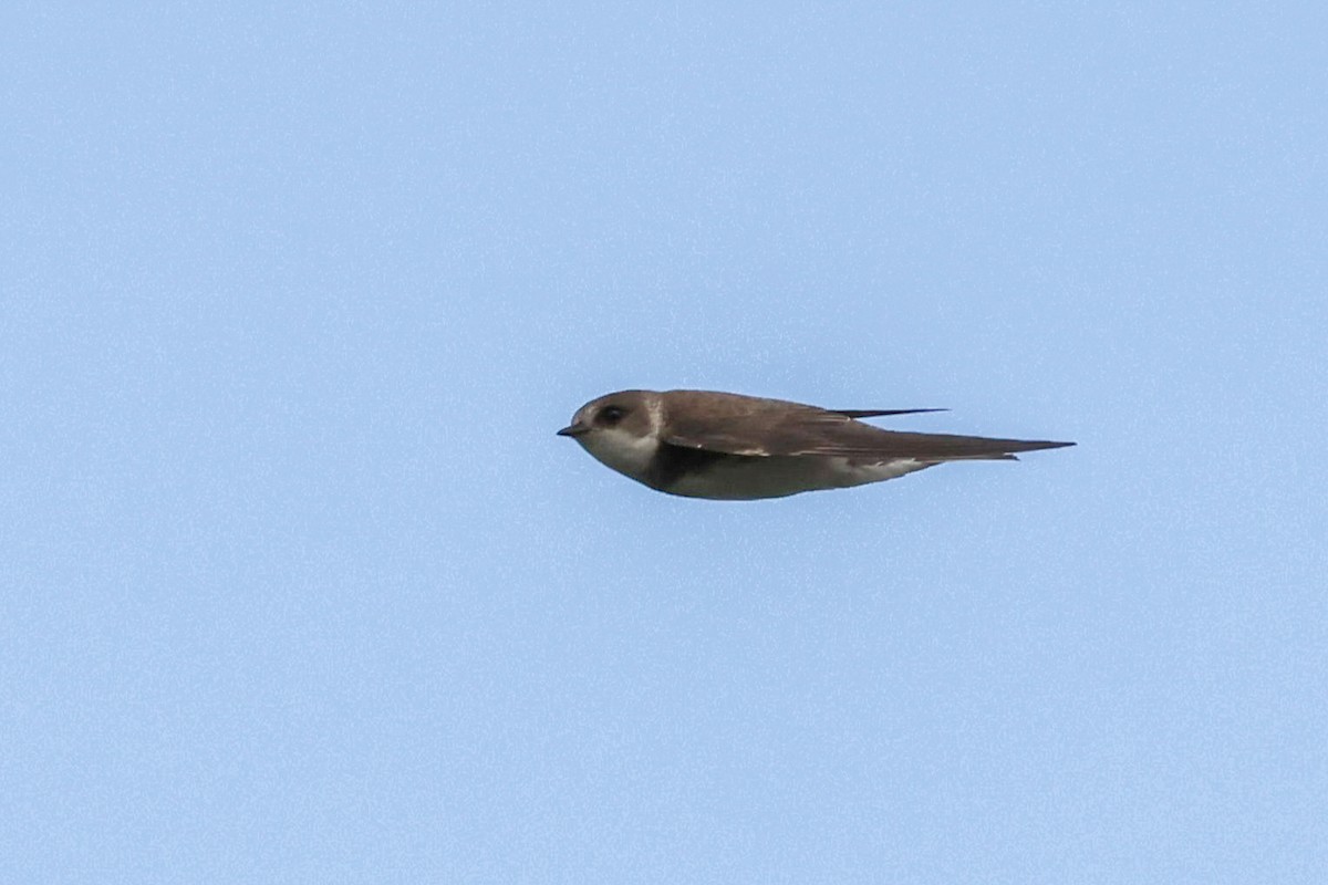 Bank Swallow - ML639658666