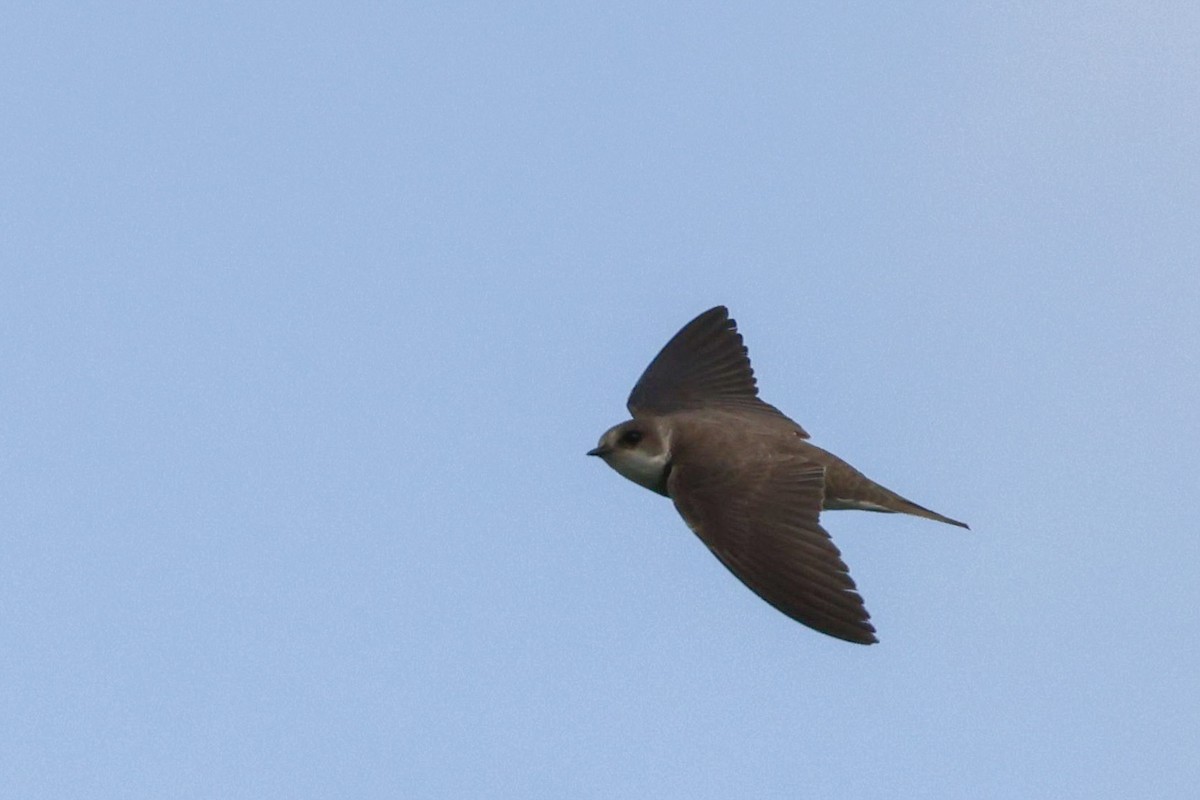 Bank Swallow - ML639658667