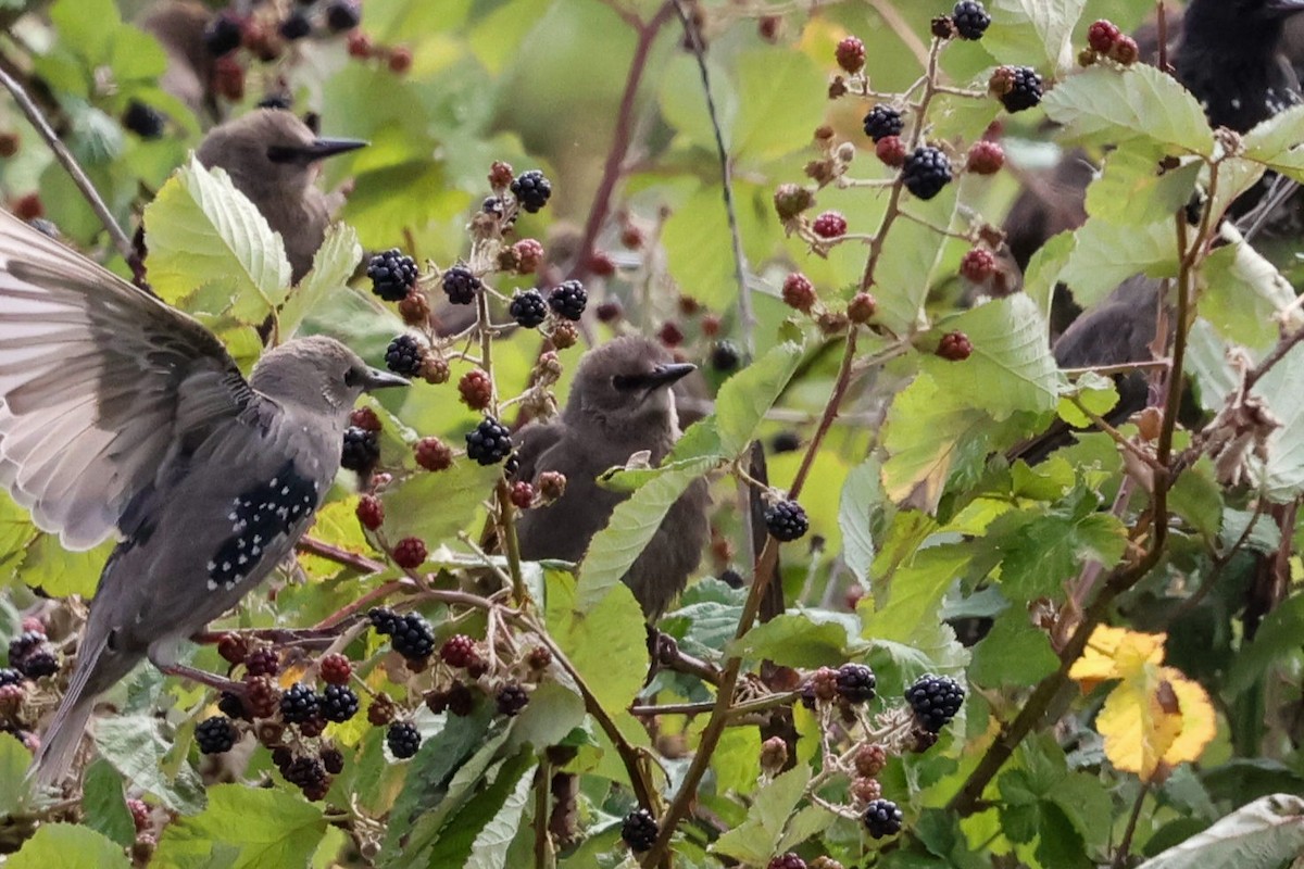 European Starling - ML639658670