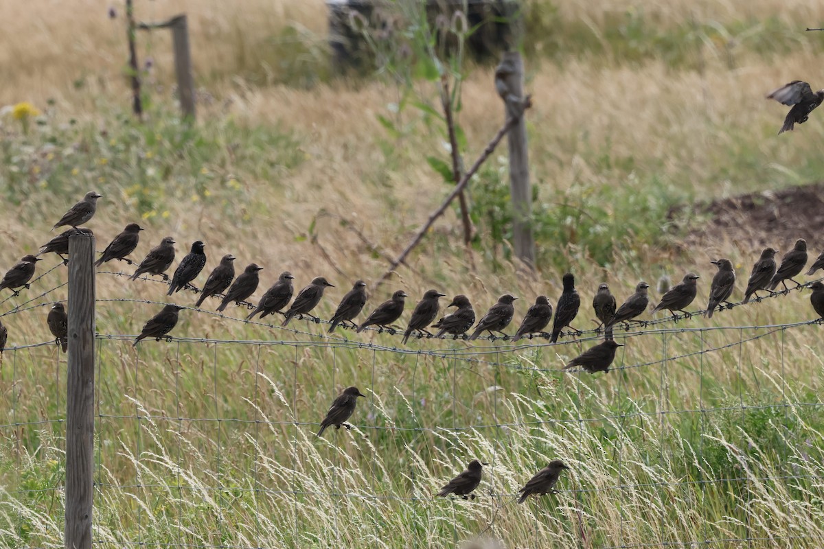 European Starling - ML639658671
