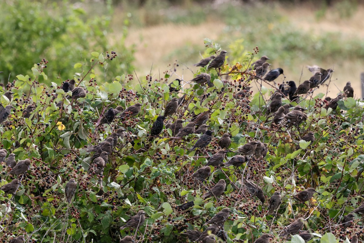 European Starling - ML639658672