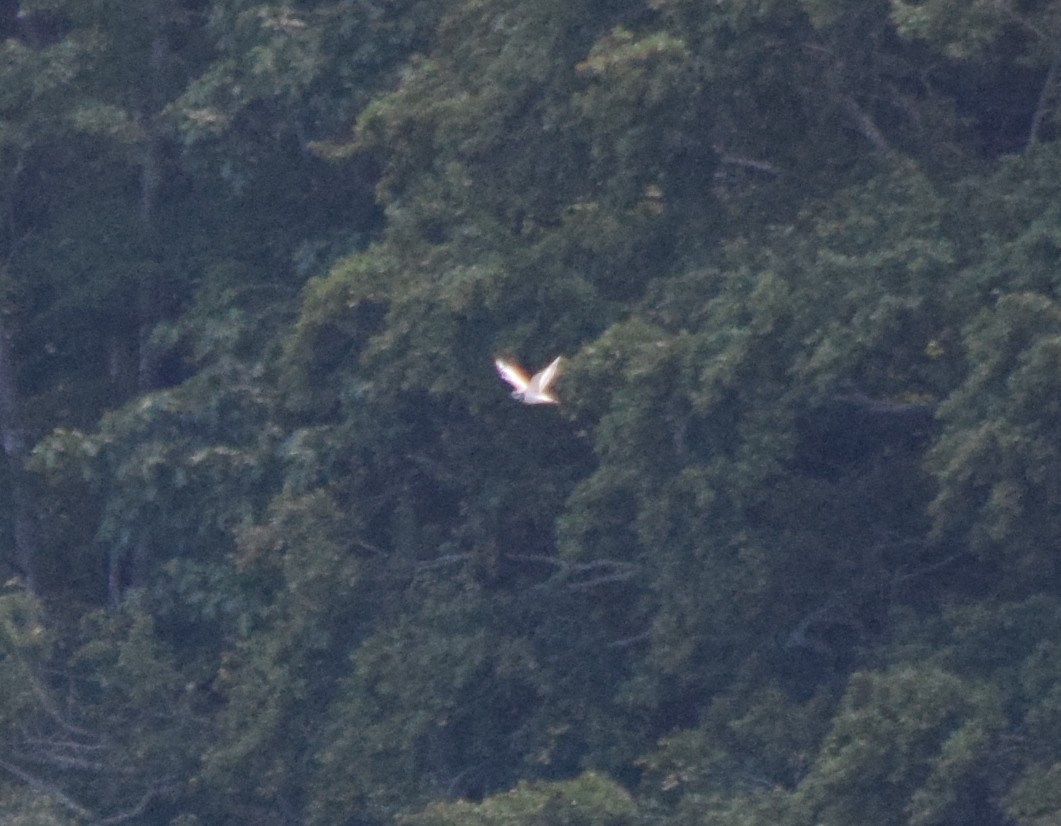 owl sp. - ML639658866