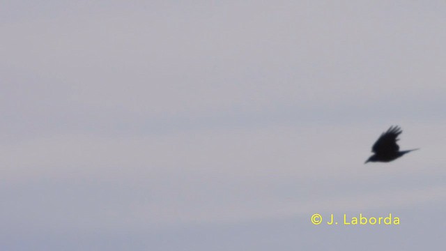 Carrion Crow - ML639658930