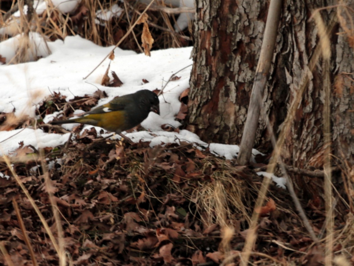 White-winged Grosbeak - ML639658934